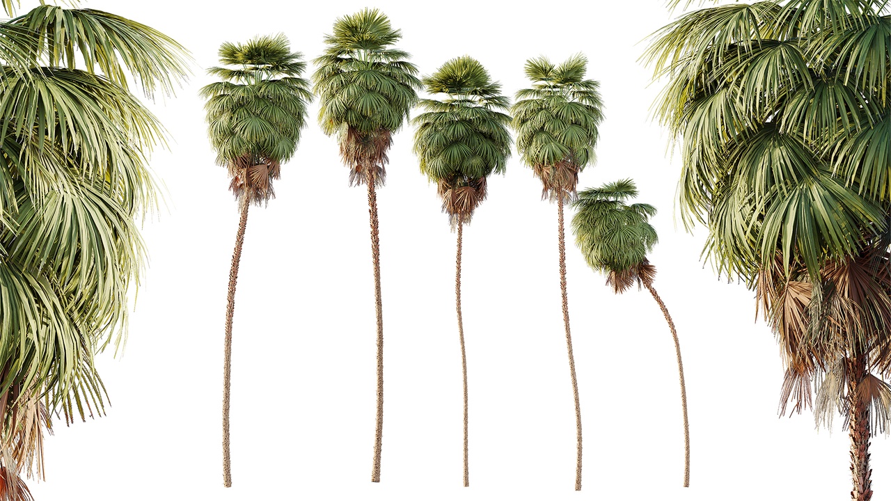 Media 1 for listing AV Plant Washingtonia Robusta Palm Tree 01