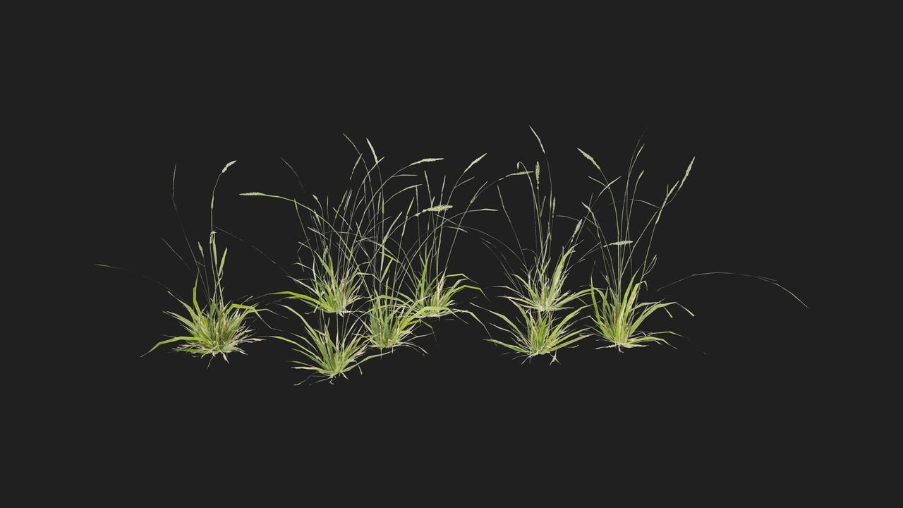 Media 1 for listing Tall Grass