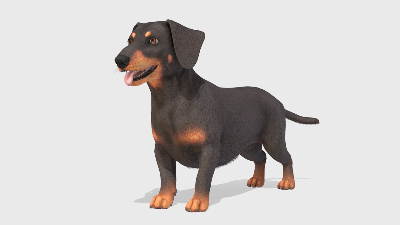 Media 1 for listing Dog - Dachshund