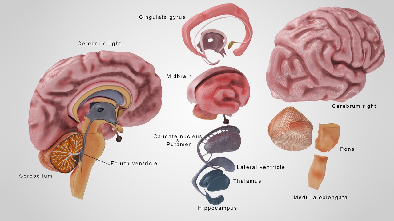 Media 1 for listing 3D Brain Anatomy