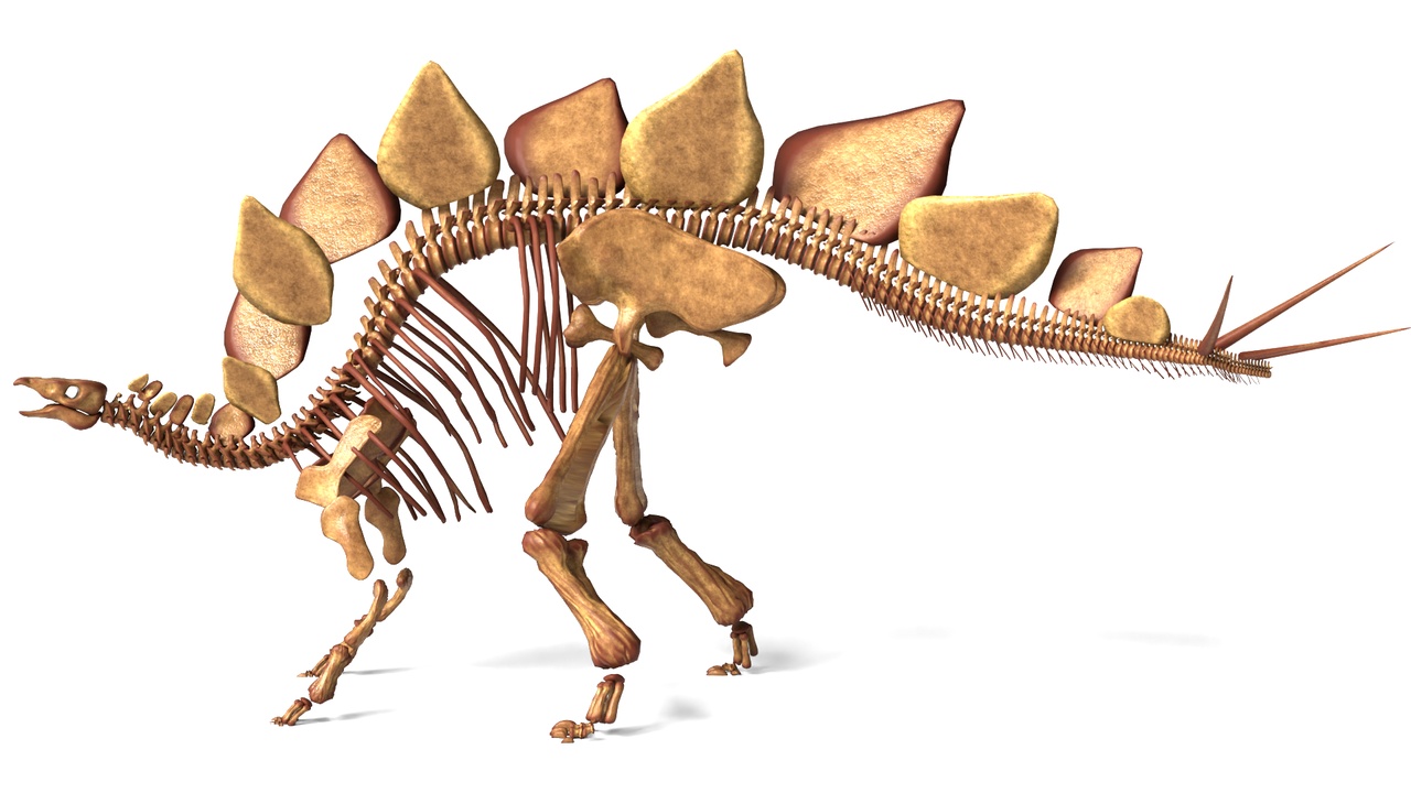 Media 1 for listing Stegosaurus Rigged Skeleton – Detailed Dinosaur Anatomy