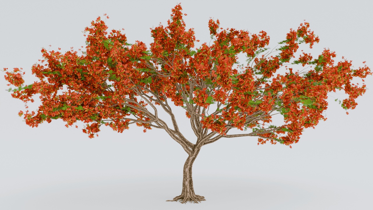Media 1 for listing Realistic Gulmohar Tree 3D Model | Delonix Regia