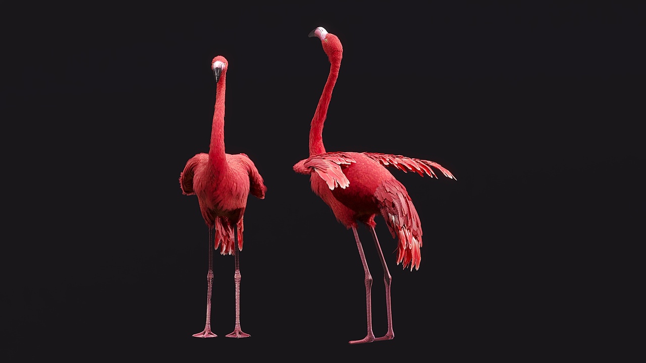 Media 1 for listing Flamingo