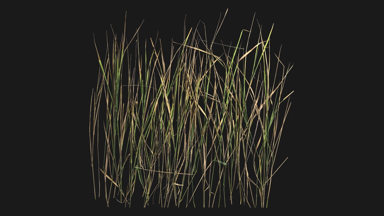Media 1 for listing Meadow Grass (7kmMzF)