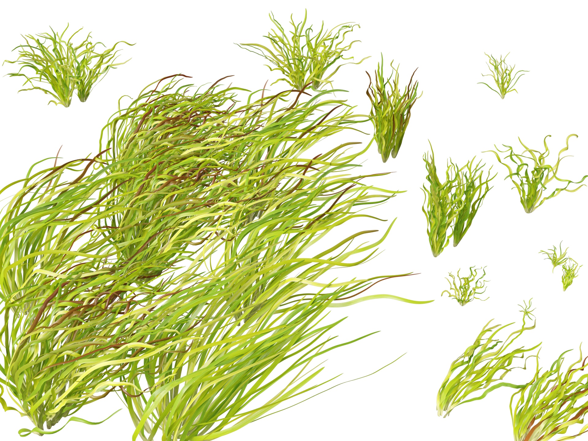 Media 1 for listing (Highpoly+Low Poly) Vallisneria americana - eelgrass