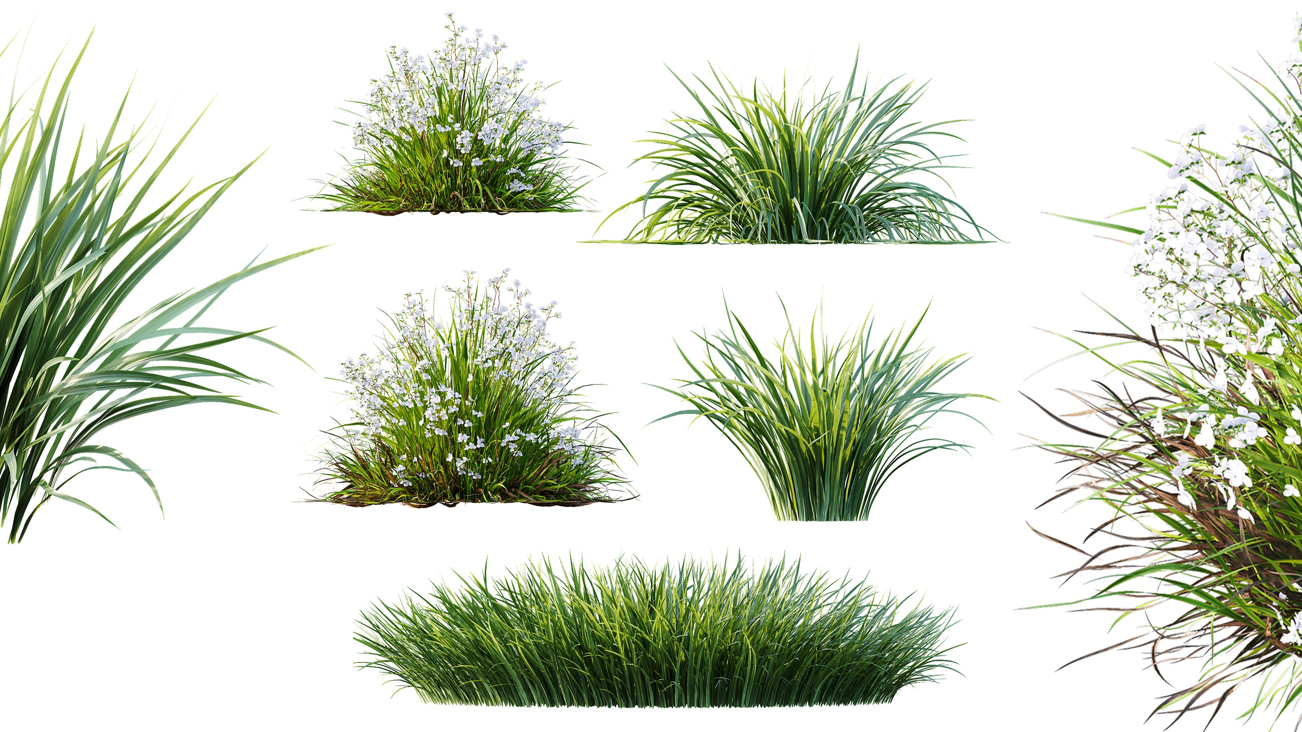 Media 1 for listing AV Acorus Gramineus Pusillus Ogon and Libertia Grandiflora Grasses