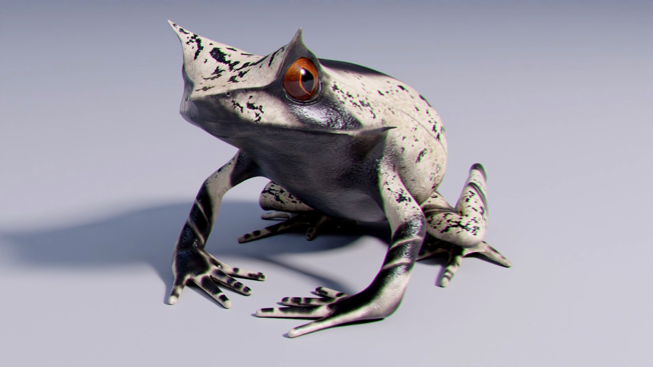 Media 1 for listing Malayan Horned Frog