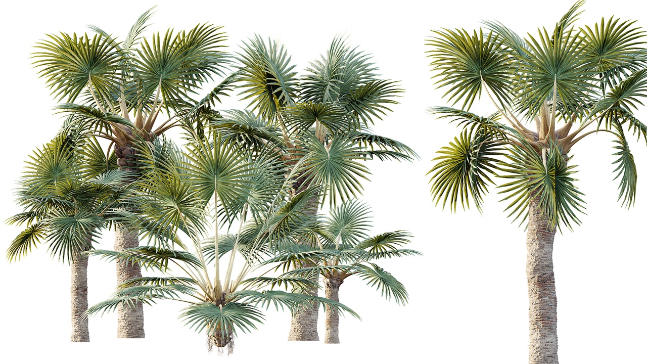 Media 1 for listing AV Plant Bismarckia Nobilisi Palm Tree 01