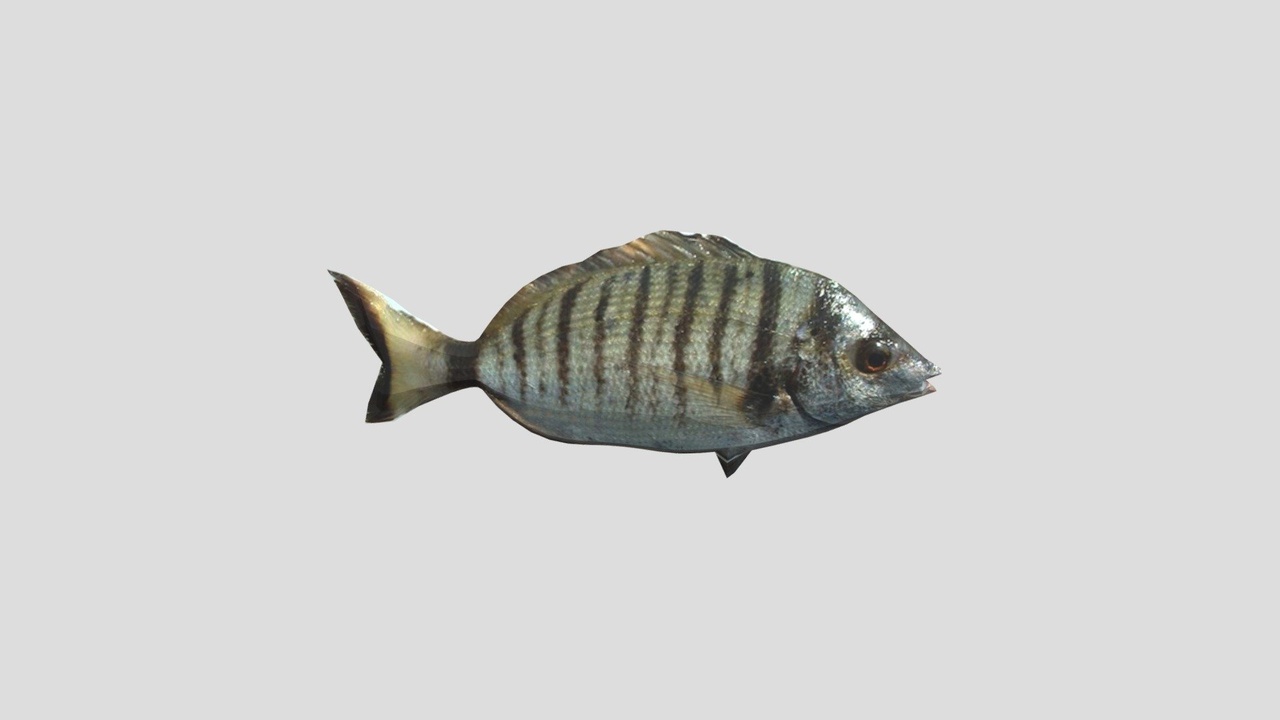 Media 1 for listing Fish