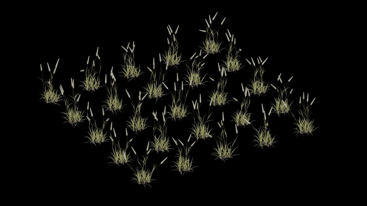 Media 1 for listing Poaceae 15 SEEDS