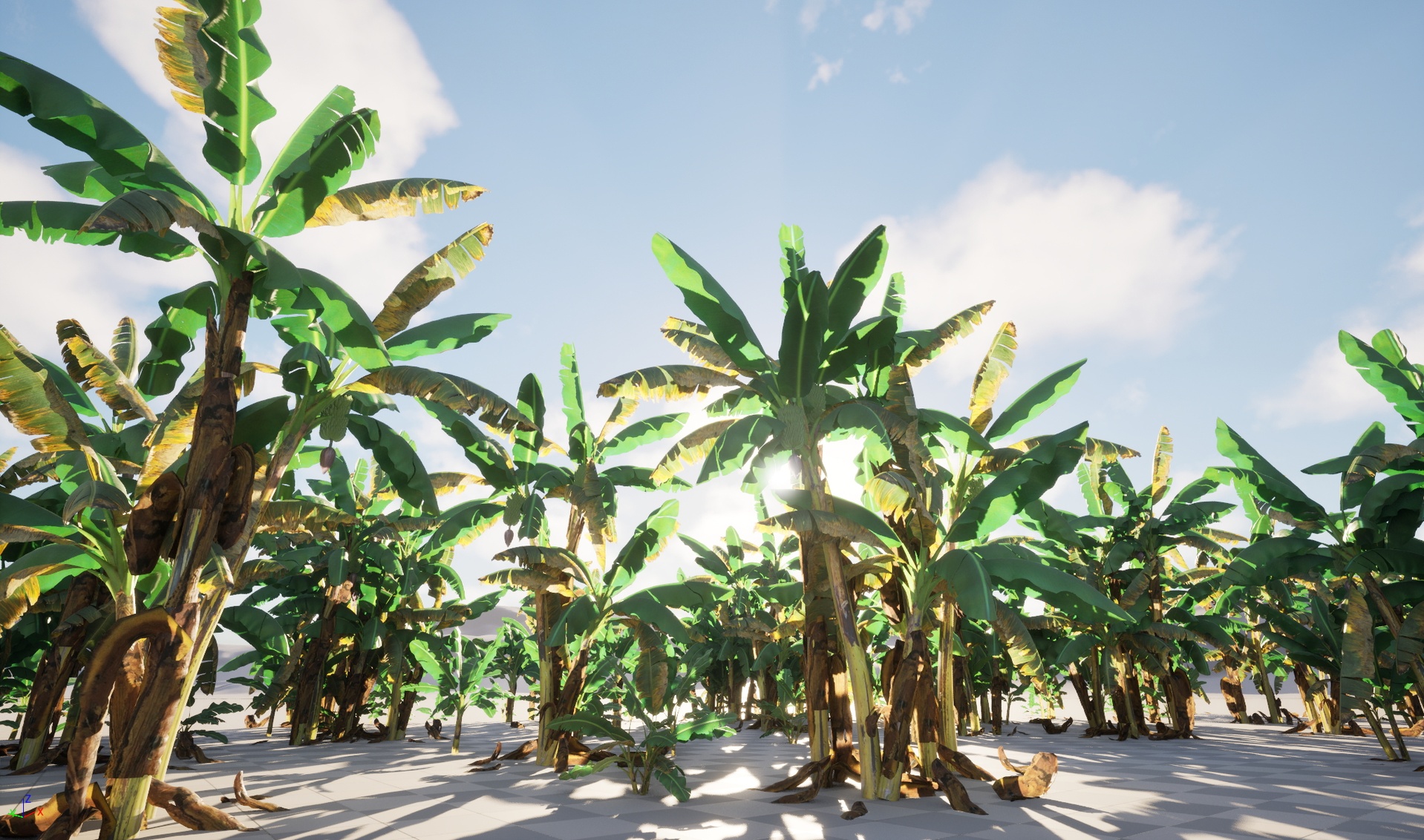 Media 1 for listing Nanite Wind Plants - Musa acuminata – Cavendish banana