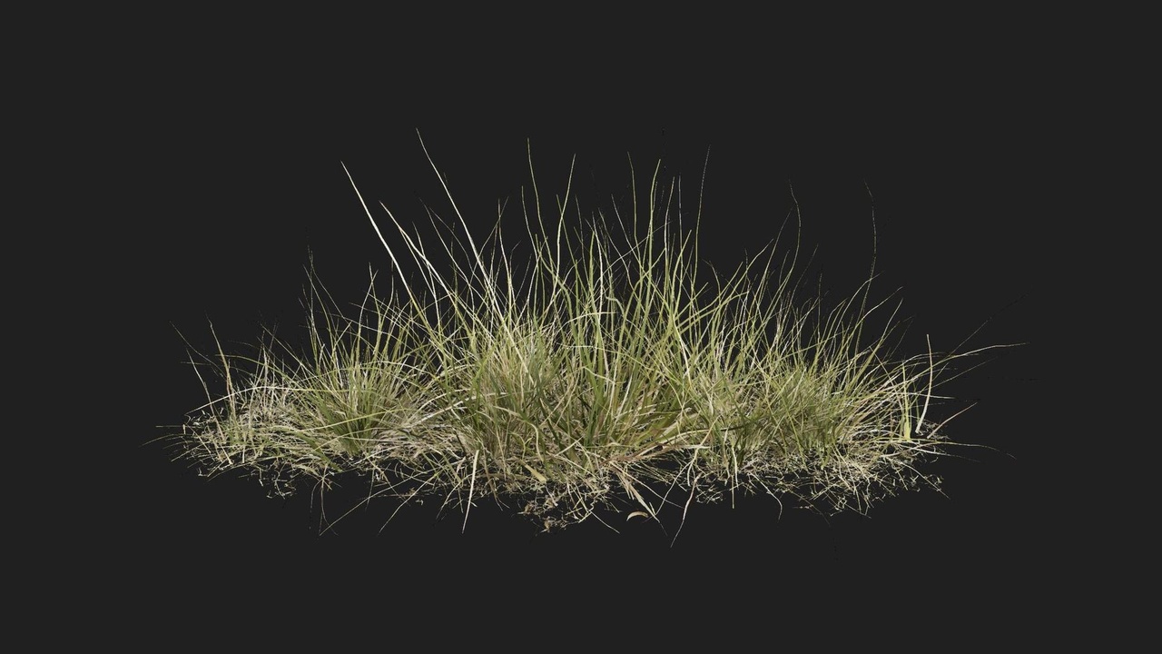 Media 1 for listing Wild Grass