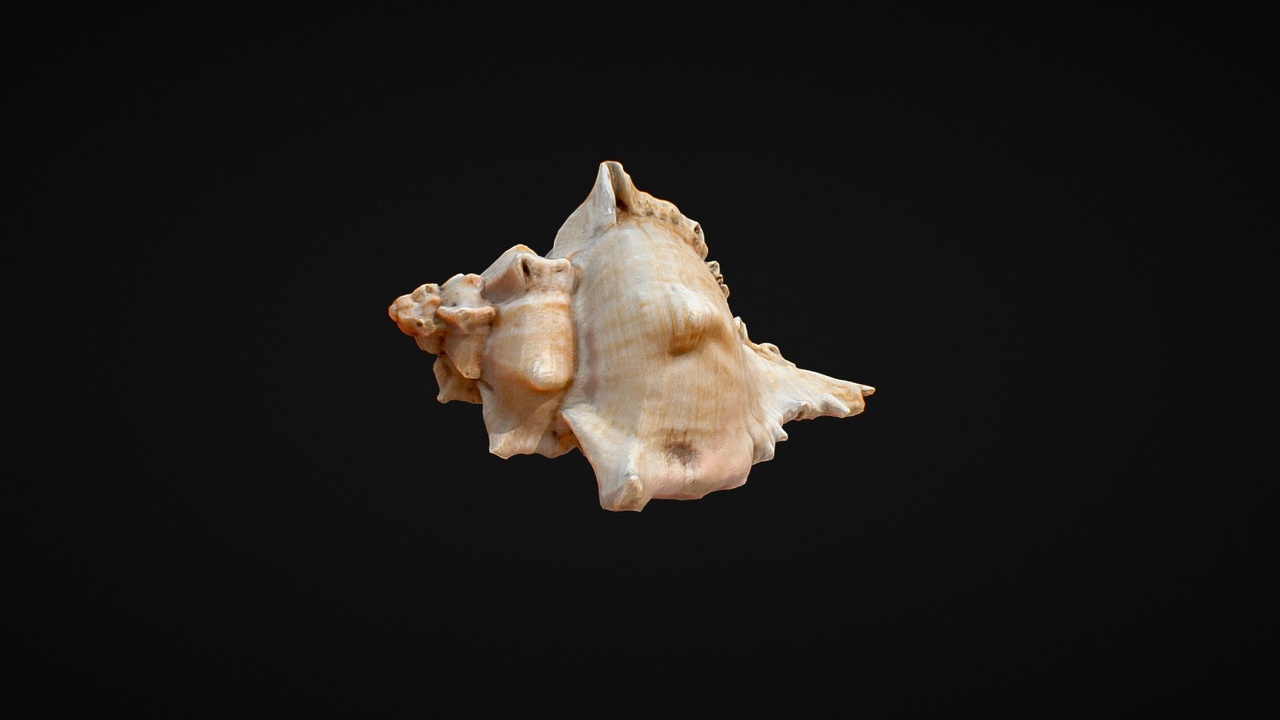 Media 1 for listing Seashell