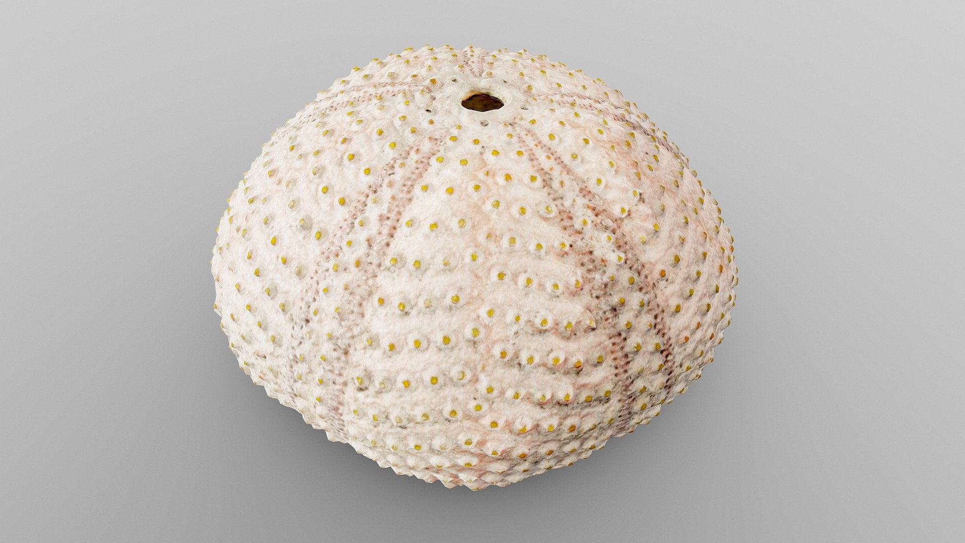 Sea Urchin Shell | Fab