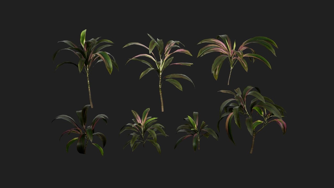 Pink Cordyline 제품 등록을 위한 미디어 1개