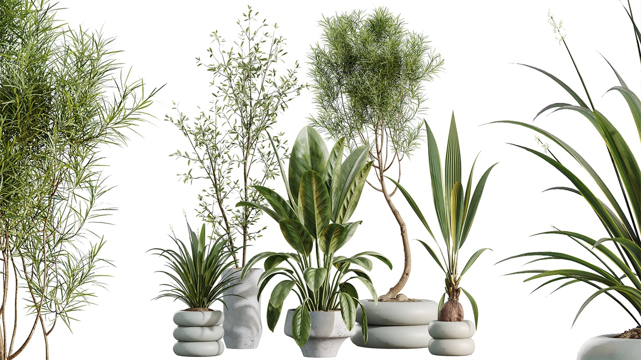 Media 1 for listing AV Indoor Plants Set 517 Ficus Coconut Palm Ficus Elastica Olive Eucalyptus