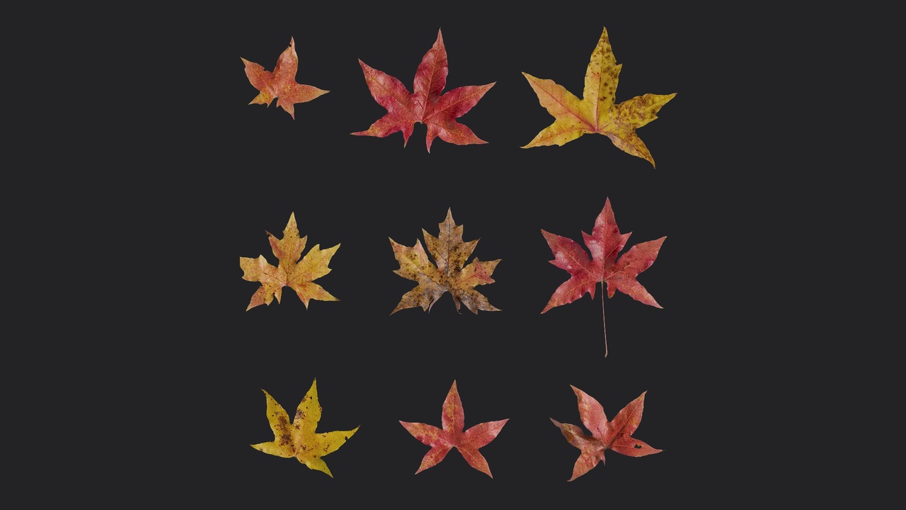 Media 1 for listing AD Acer saccharum Leaf 01