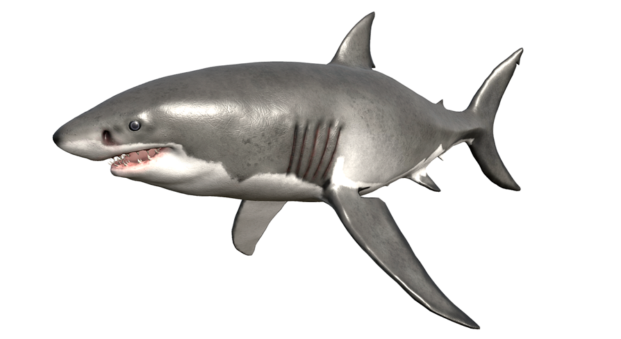 邦楽 GREAT WHITE SHARK ROCK / SWAMP RATZ 邦楽 GREAT WHITE SHARK ROCK / SWAMP RATZ Rise of the Great