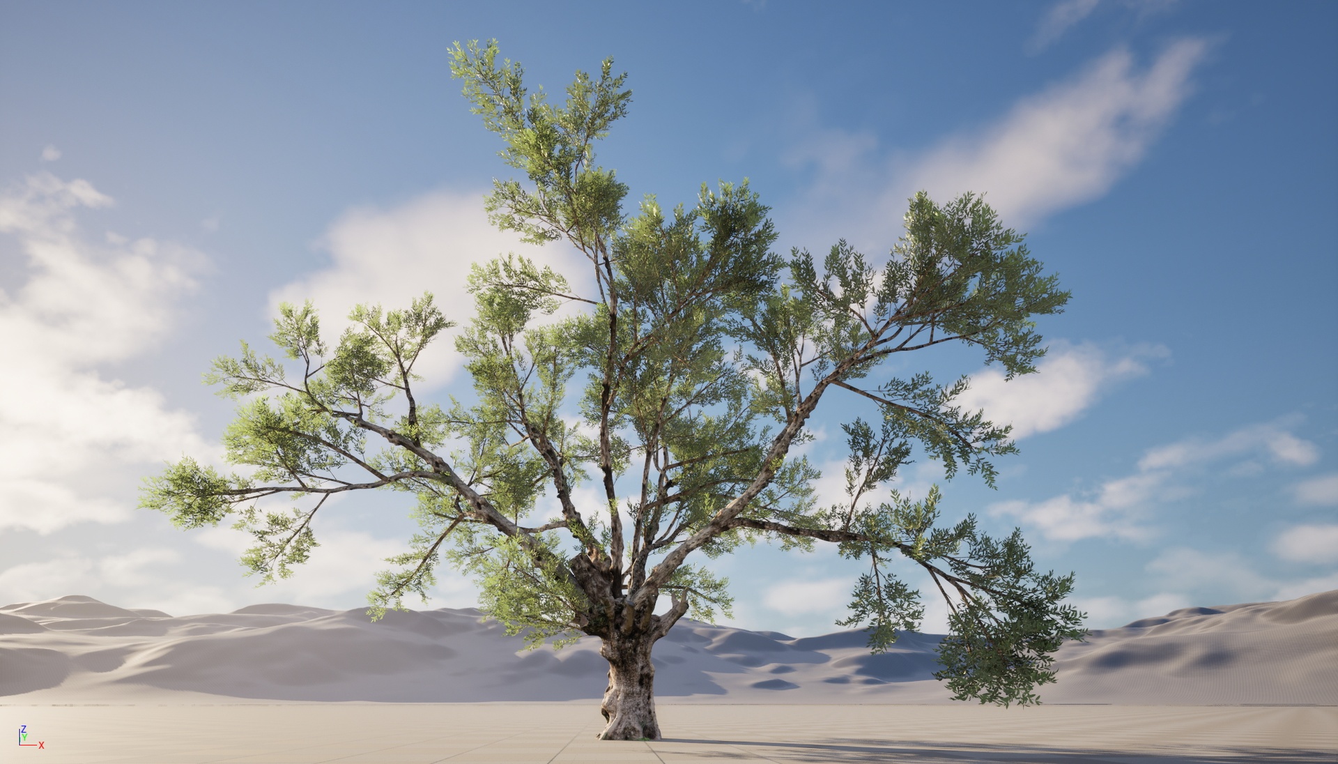 Media 1 for listing Nanite Wind Plants - Scanned Olea europaea - Common olive 03