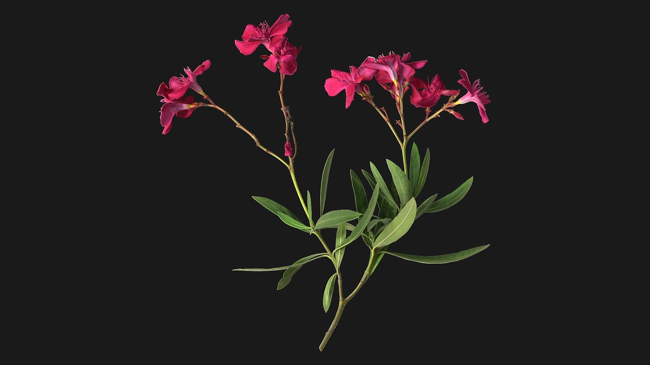 商品 Rose Laurel (4wctXd) 的媒体 1