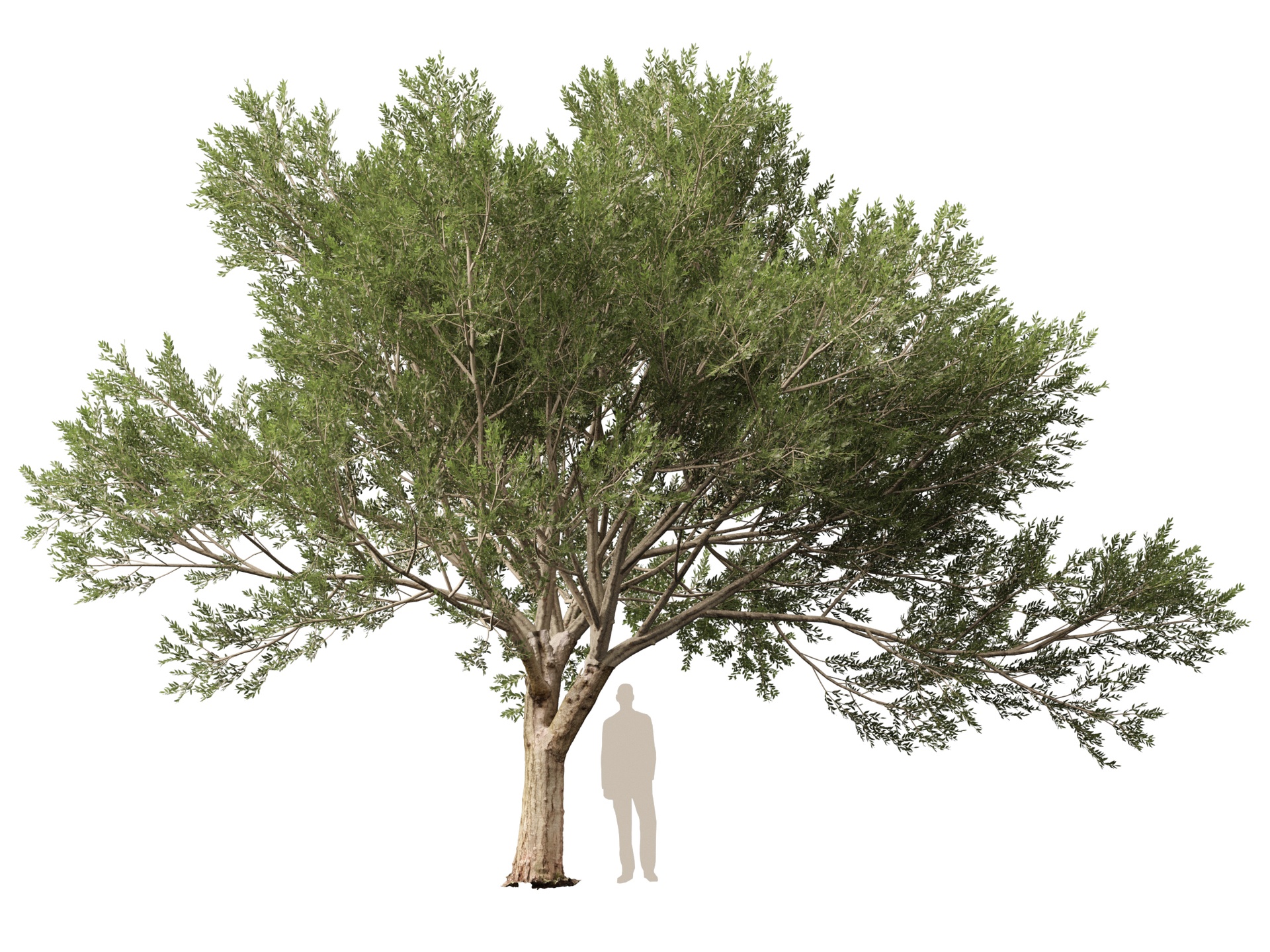 Media 1 for listing (Highpolylow Poly) Scanned Olea Europaea - Common Olive 16