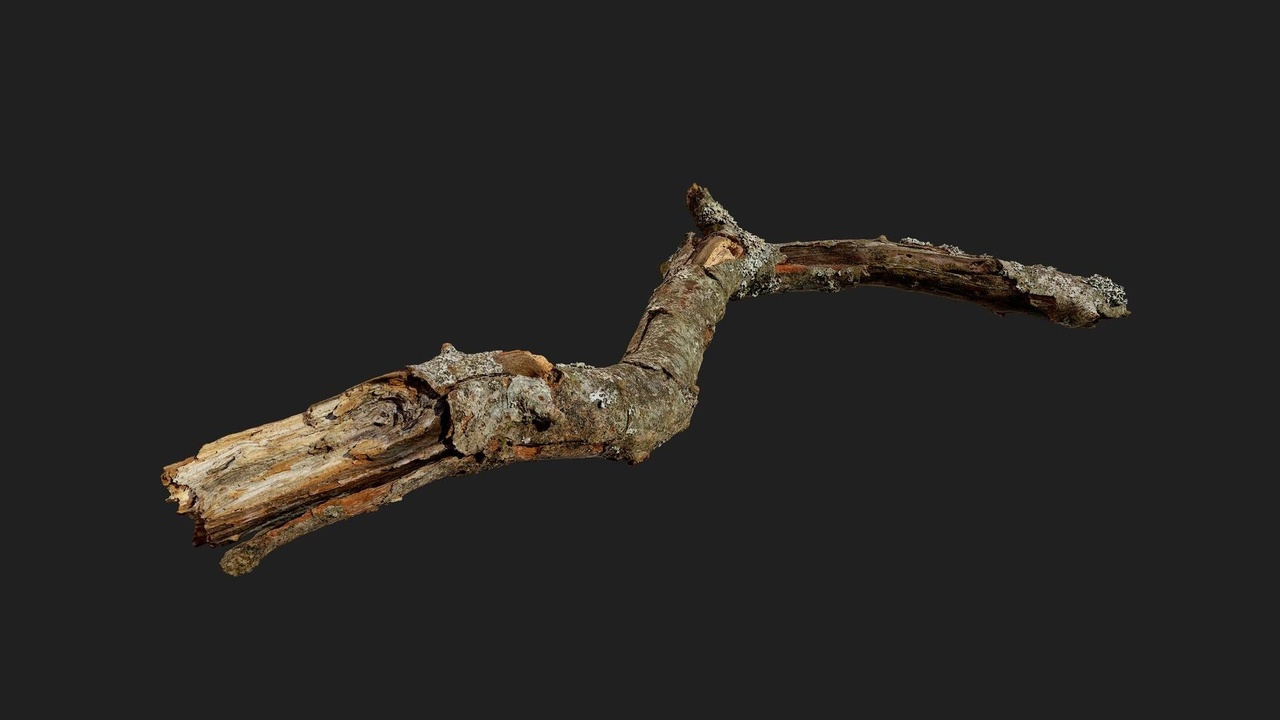 Media 1 for listing Grassland English Tree Branch Wood Medium 03
