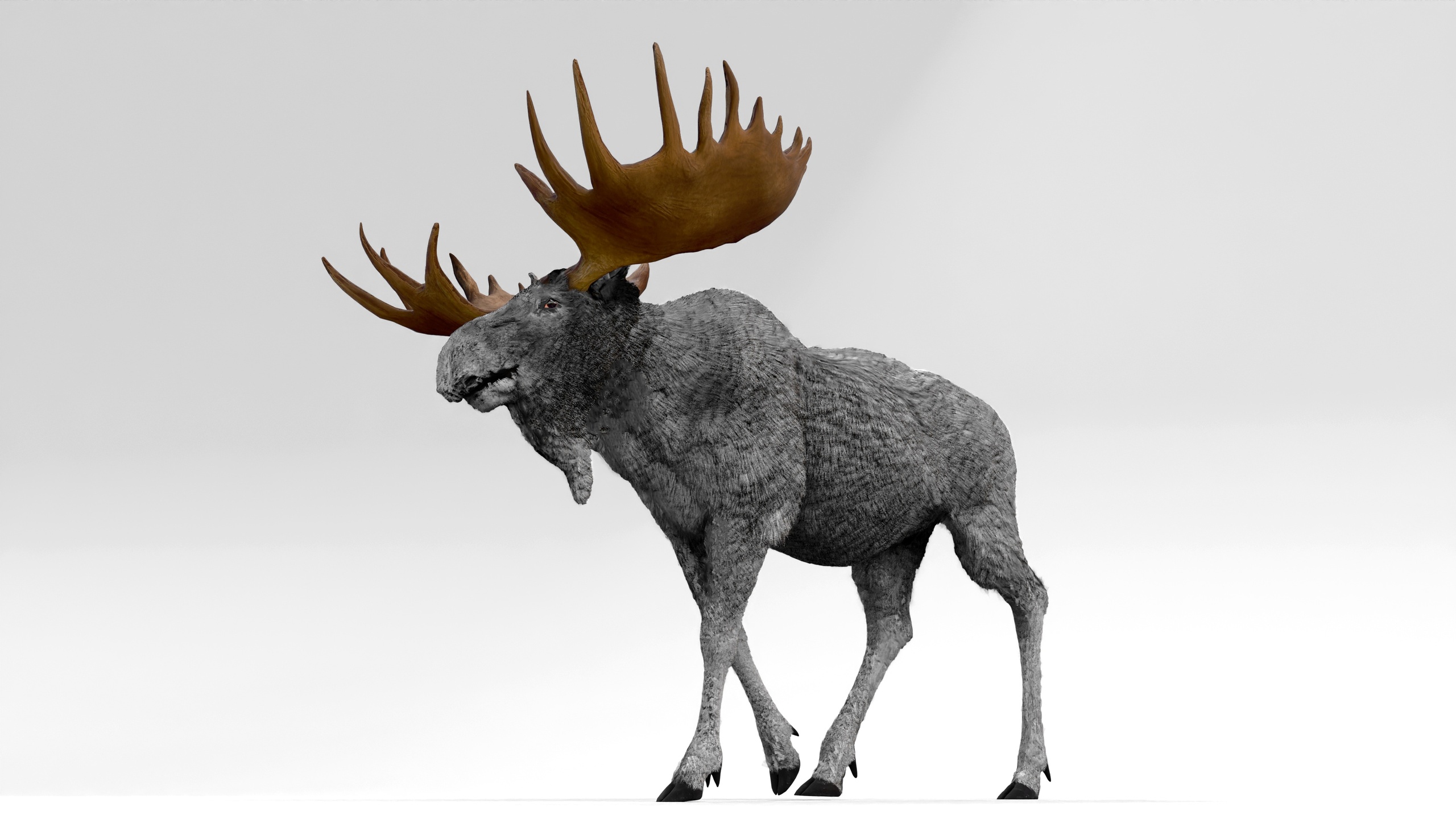 Media 1 for listing Bull Moose – Gray | Mature Wildlife Creature – Game-Ready, Rigged & Animated