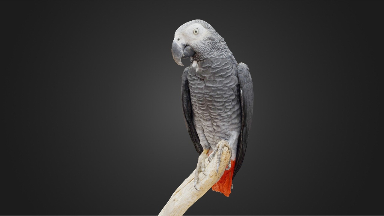 Media 1 for listing African Grey Parrot Taxidermy Scan