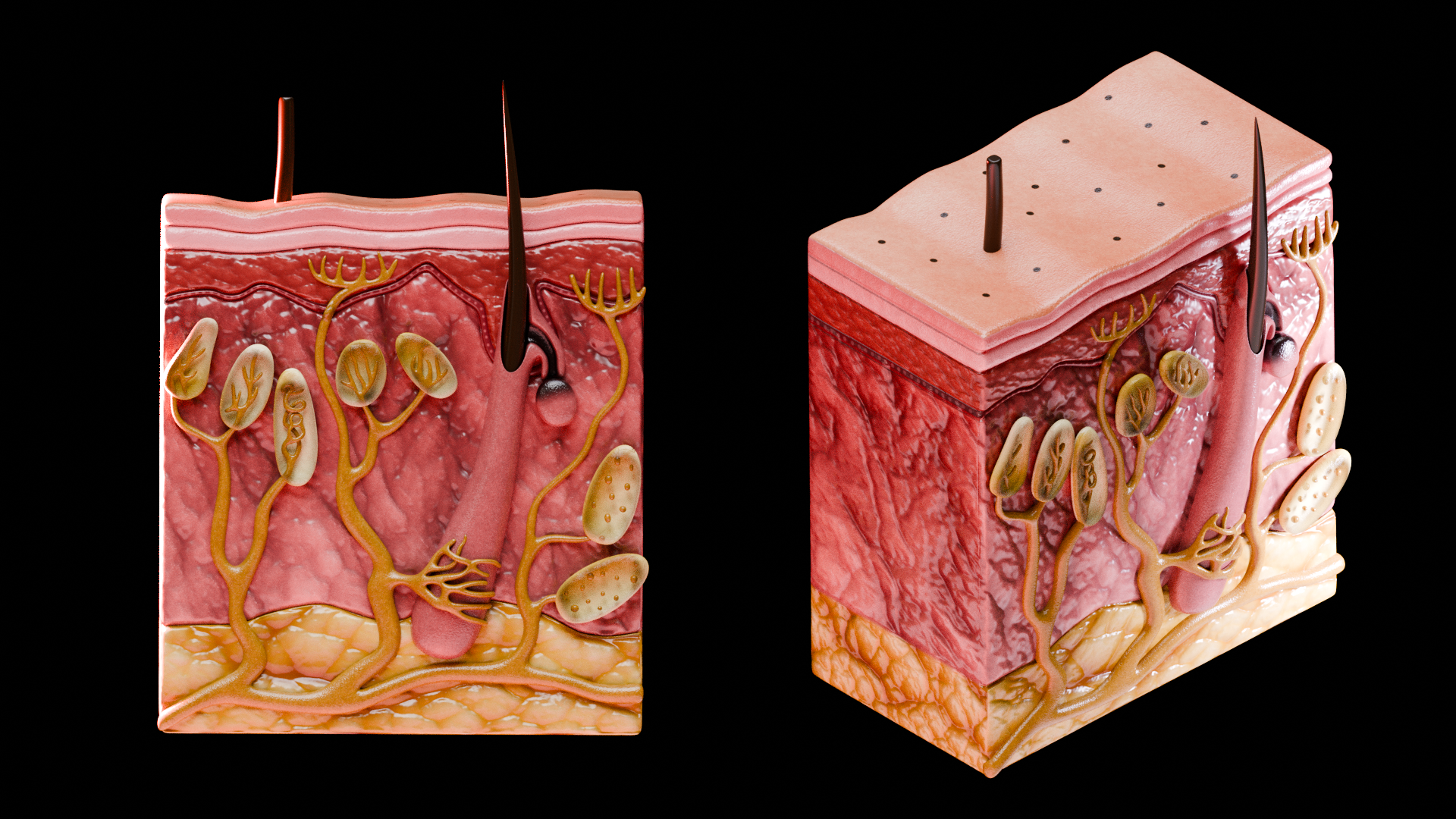 Human Skin Structure | Fab