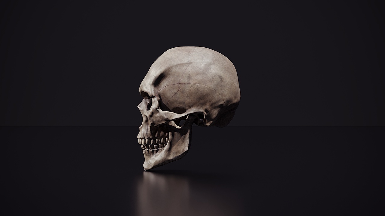Media 1 for listing Skull 01