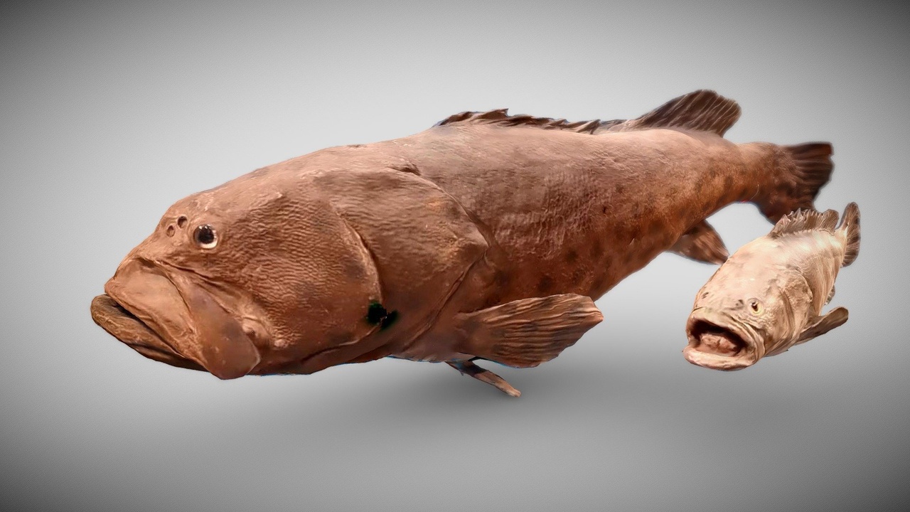 Media 1 for listing Grouper Fish