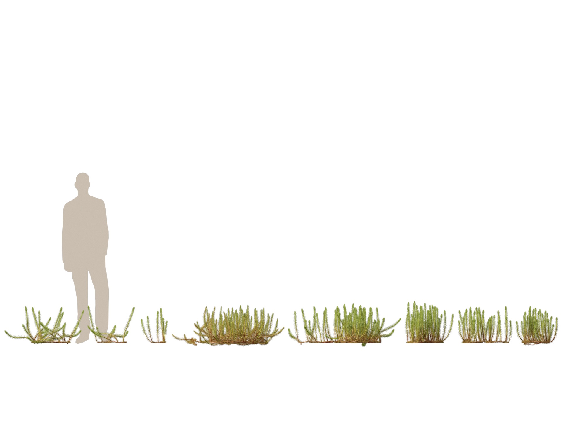 出品(Highpoly+Low Poly) Myriophyllum propinquum - Water Milfoilのメディア1