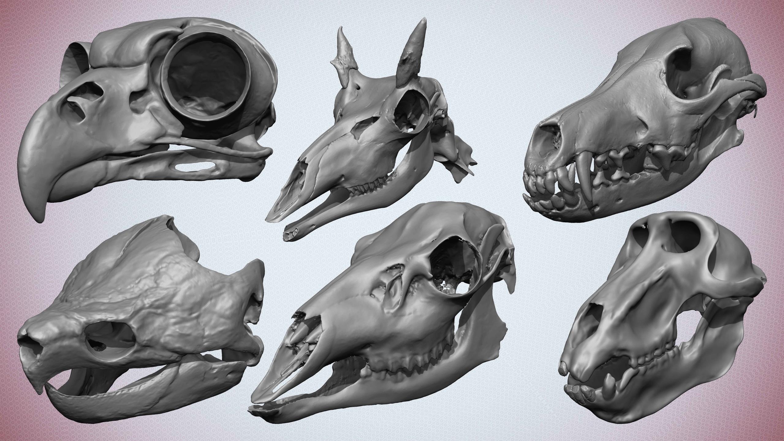 Média 1 pour l'article 20 Animal Skulls Collection Volume 03