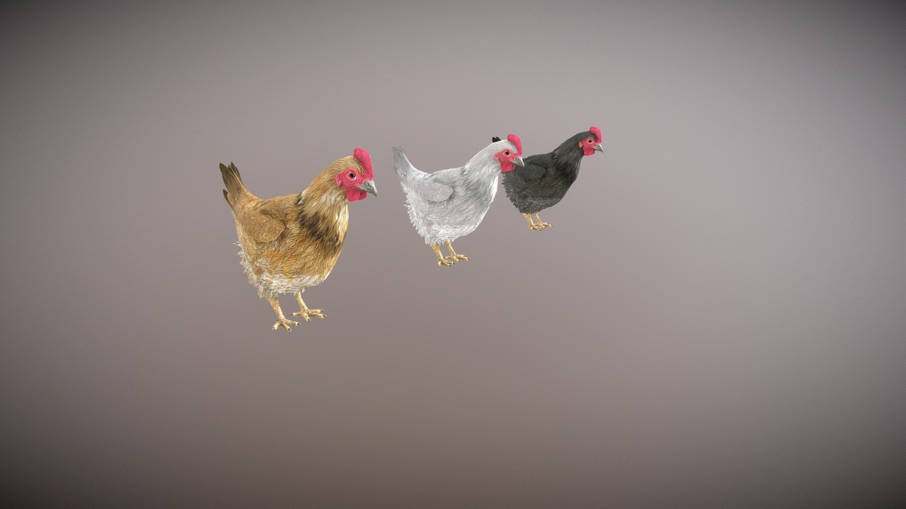 Media 1 for listing Realistic Hen Pack | Rigged with 25+ Animations