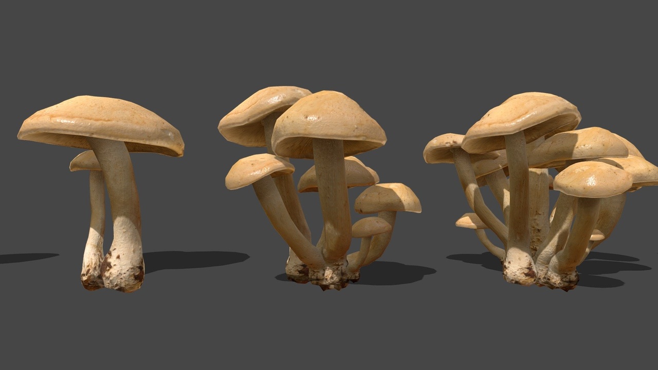 Media 1 for listing Mushroom 01
