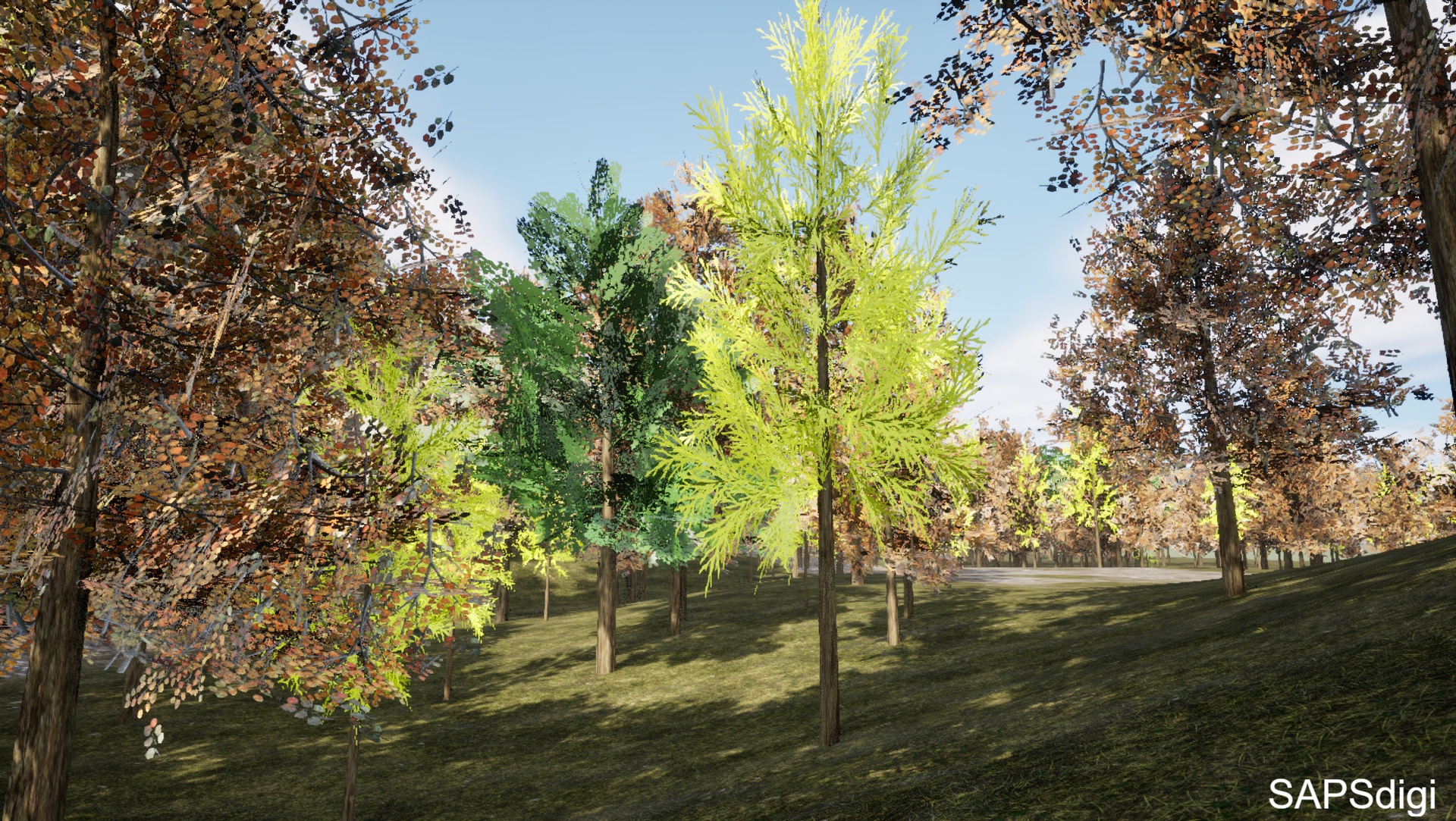 Media 1 for listing Trees:Tree Forest