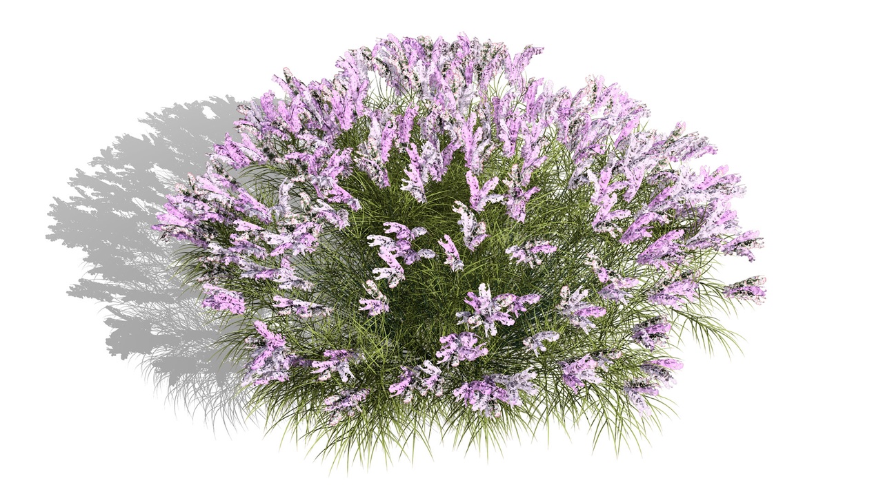 Media 1 for listing British Lavandula BeeZee 3D Model Pack