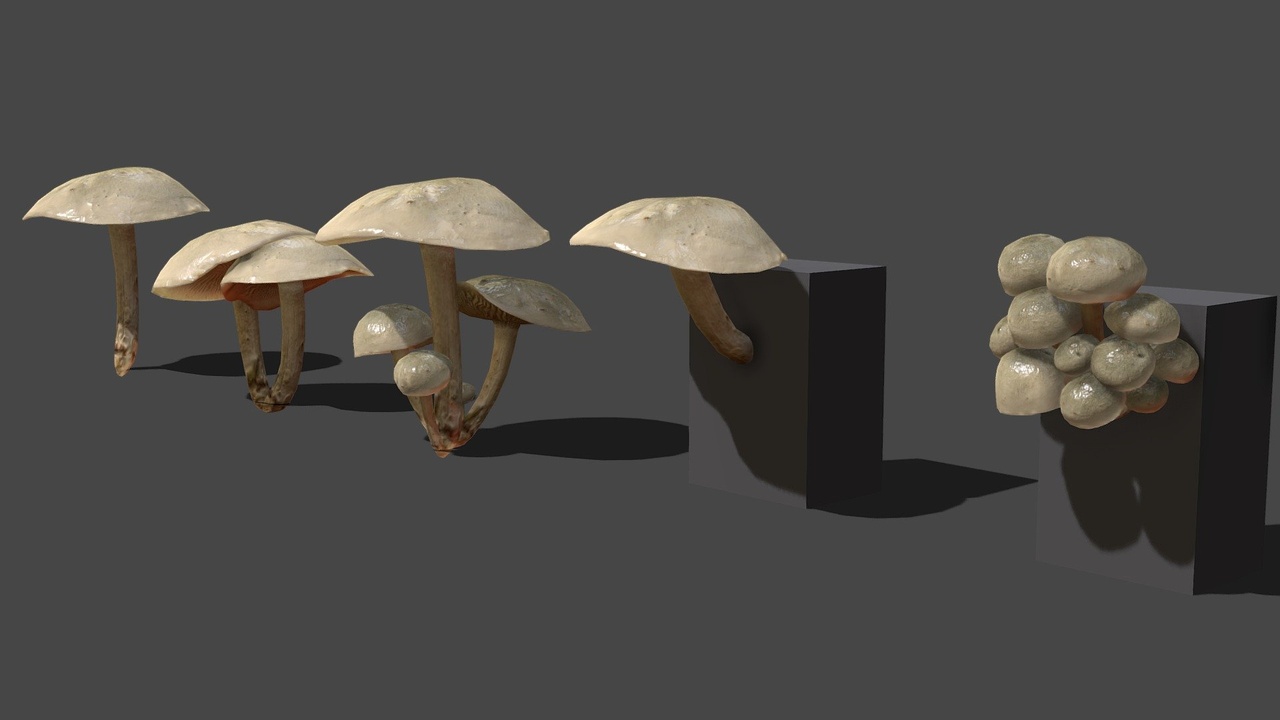 Media 1 for listing Mushroom 11