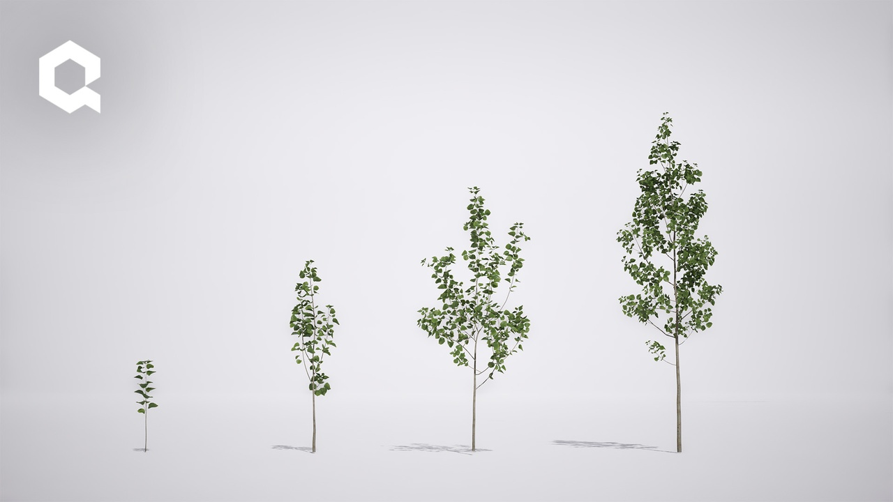 Media 1 for listing Megaplants: European Aspen Saplings