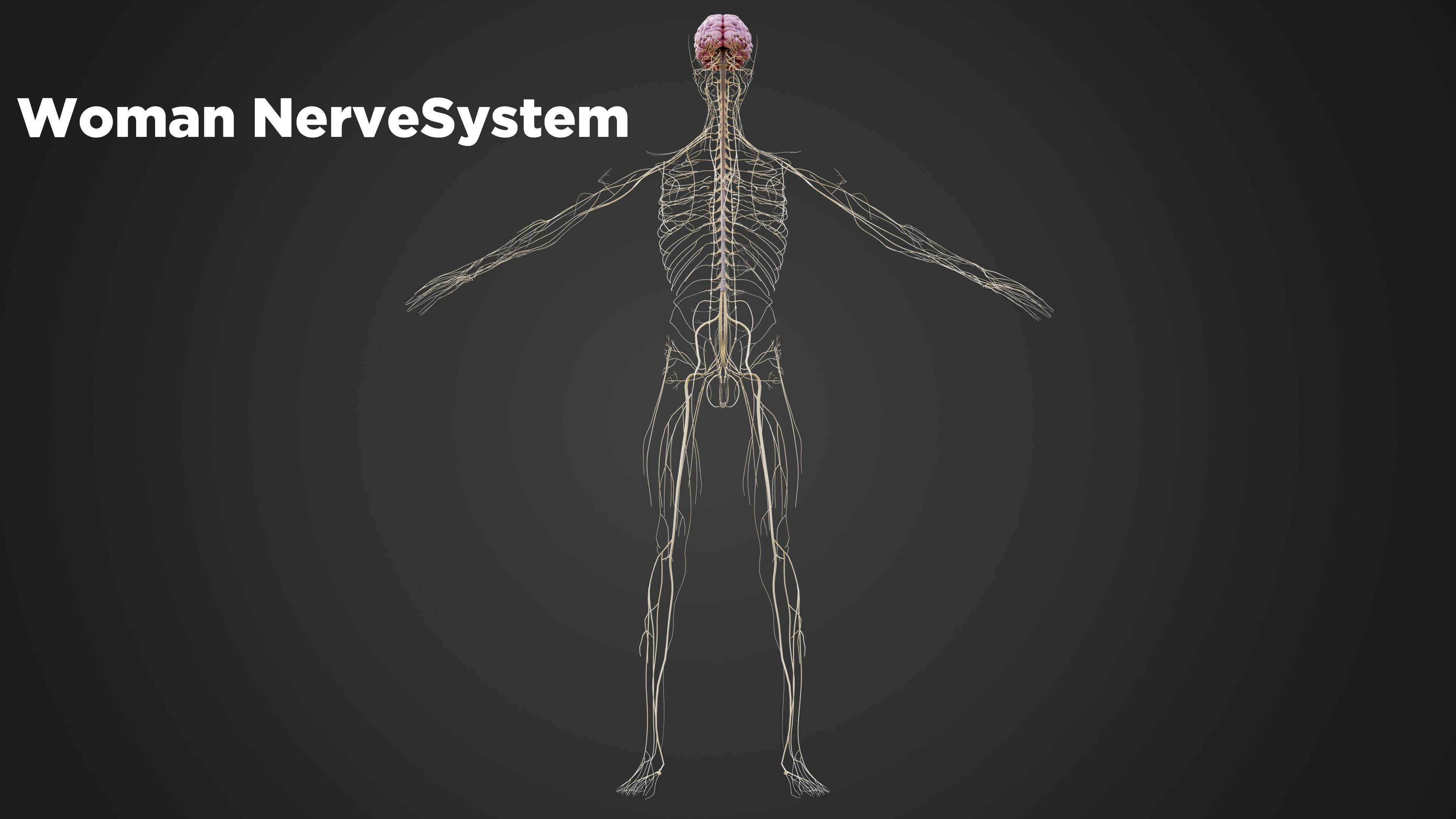 Human Nervous System 3D Model Brain Spinal Cord and Peripheral Nerves ...