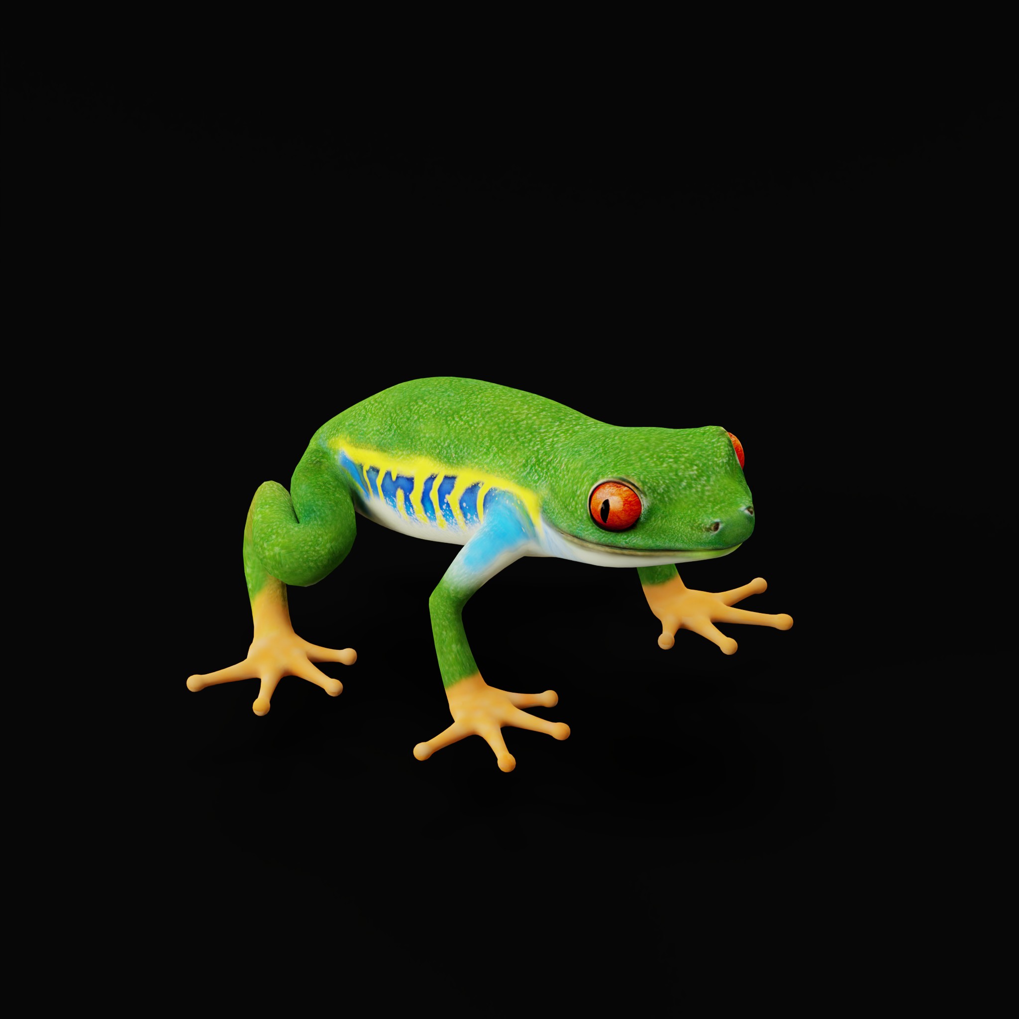 Red Eyed Tree Frog | Fab