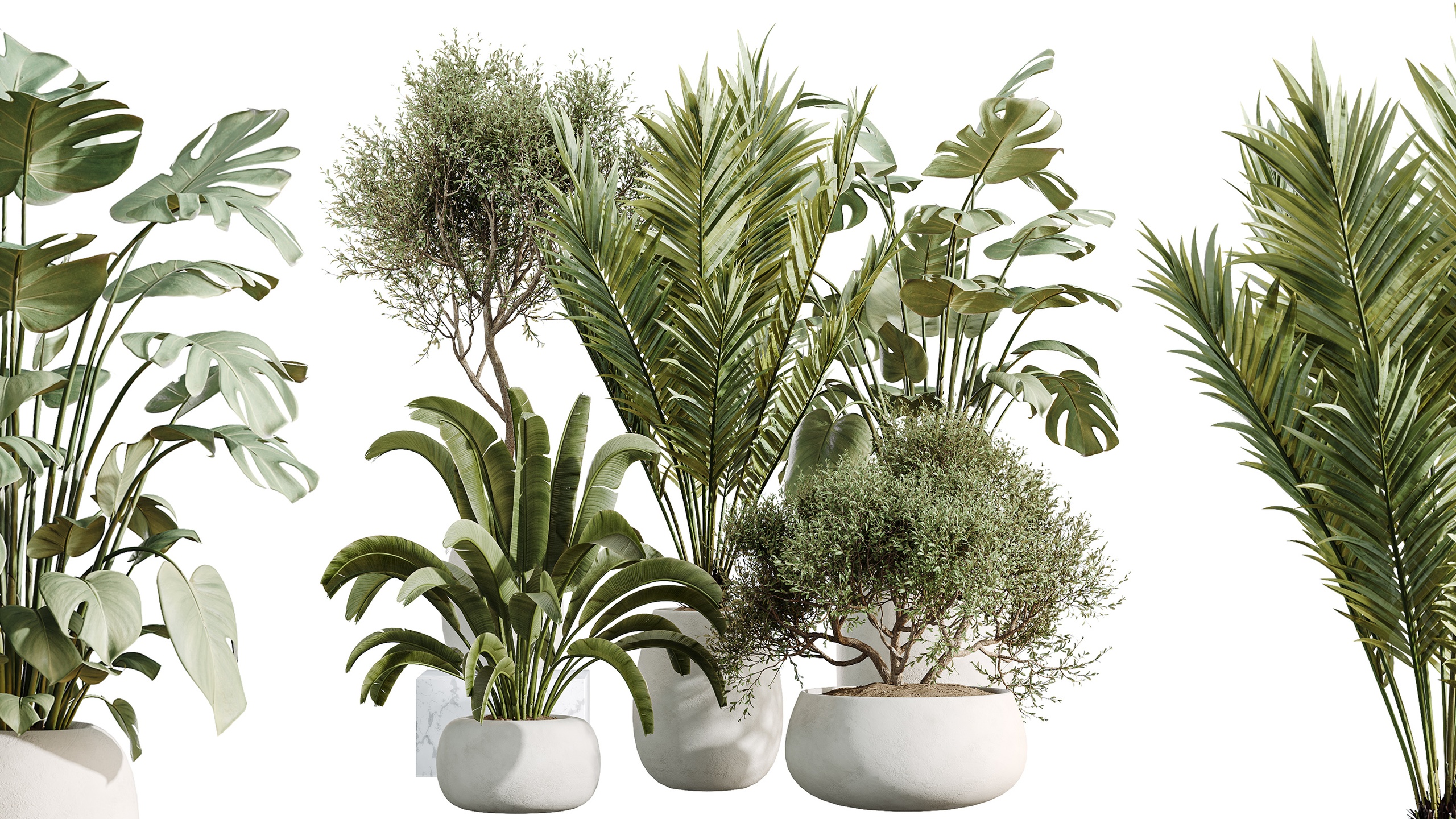 Media 1 for listing AV Indoor Plants Set 471 Olive Giant Monstera Palm Banana