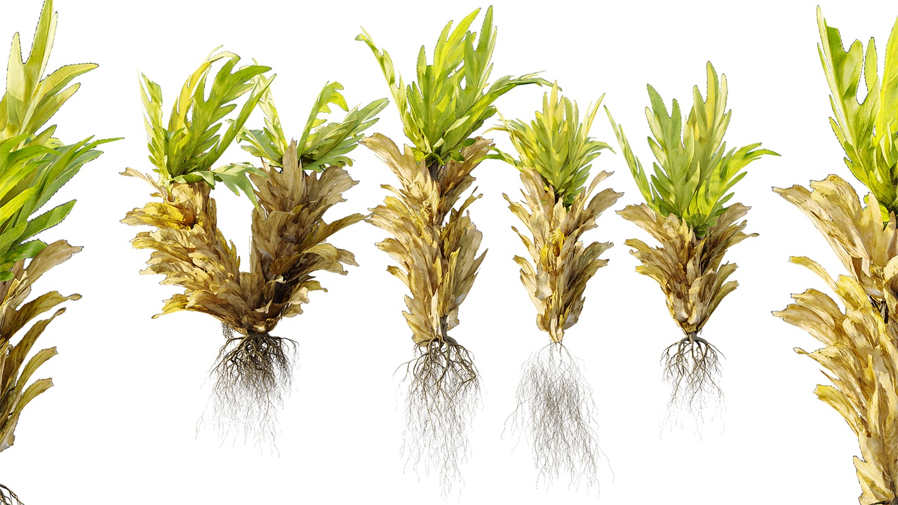 Media 1 for listing AV Plant Drynaria Roosii Palm Bush 02
