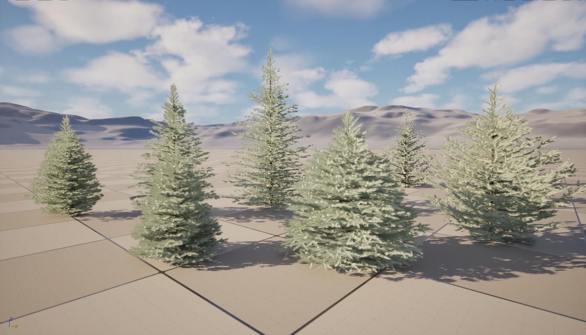 Media 1 for listing Nanite WInd Plants - Picea pungens Baby Blue Eyes - Colorado spruce
