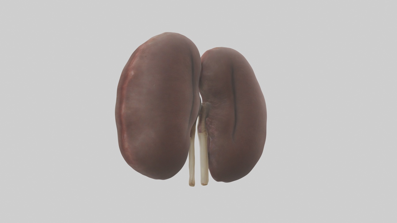 Media 1 for listing Elephant Kidneys