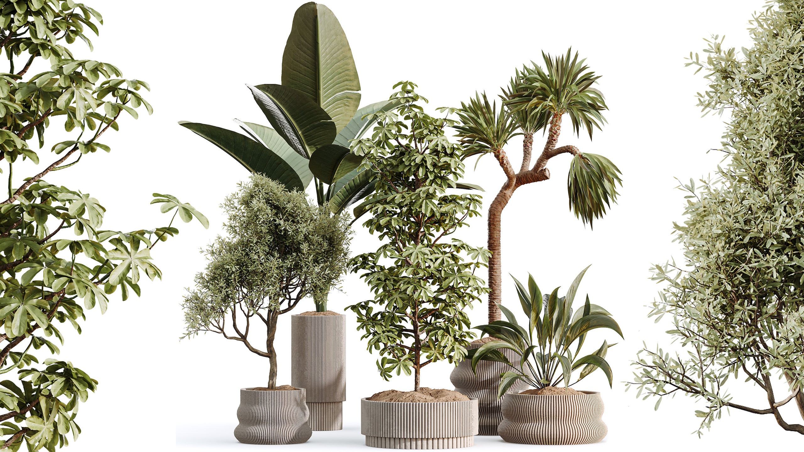 Media 1 for listing AV Indoor Plants Set 499 Peace Lily Yucca Olive Bird Paradise