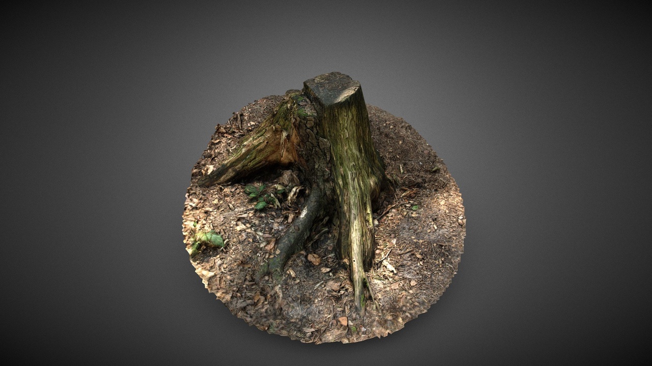 Tree stump | Fab