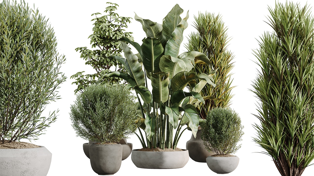 Media 1 for listing AV Indoor Plants Set 606 Bird Of Paradise Yucca Olive Schefflera Arboricola