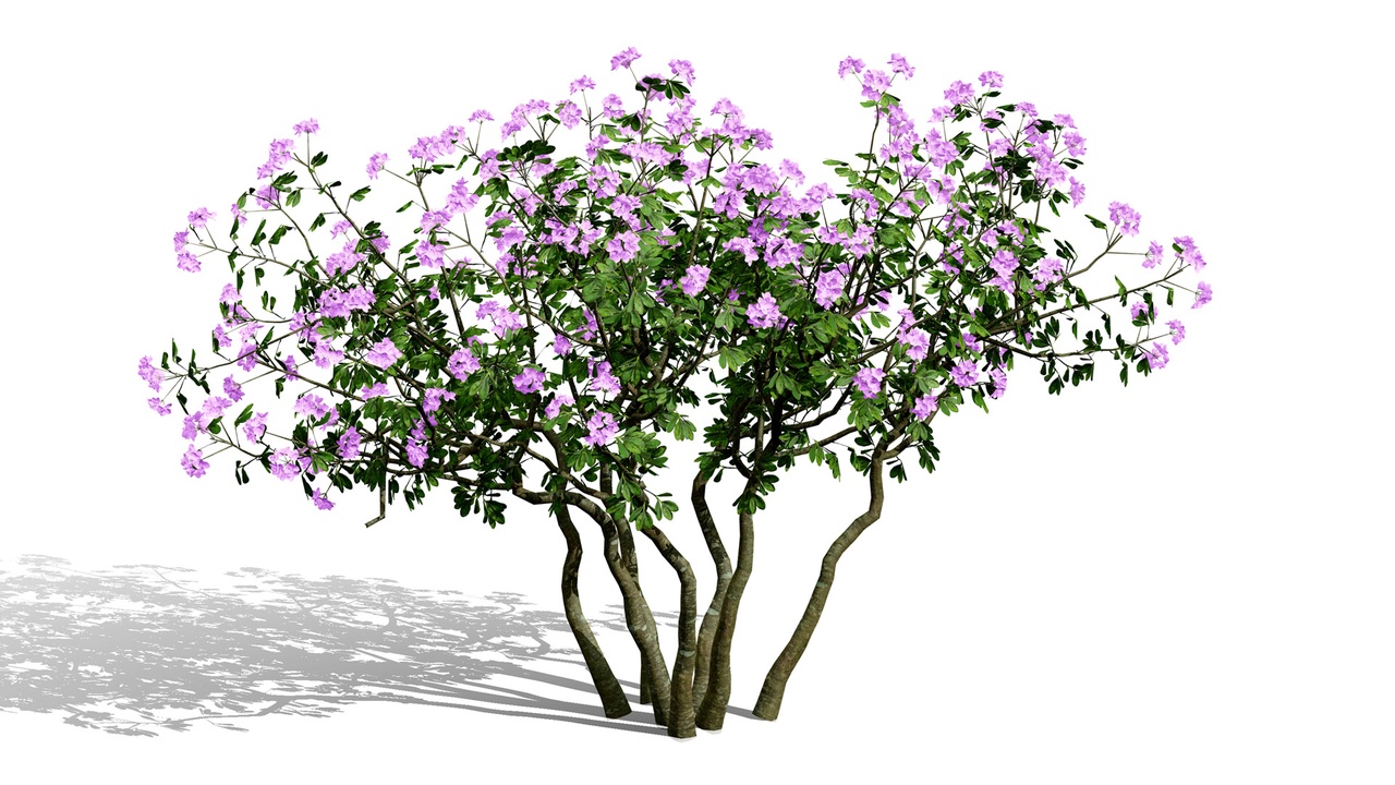 Media 1 for listing North American Shrubs 3D Model Collection