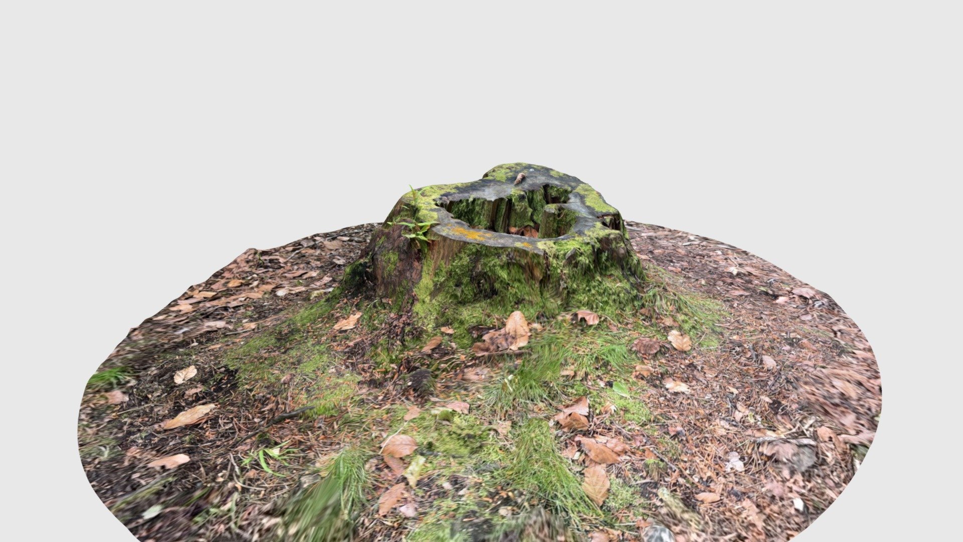 Rotting Tree Stump | Fab